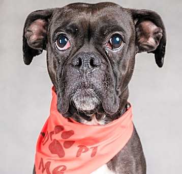 Photo of Roxy Girl