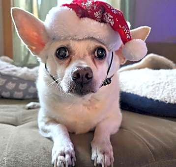 Photo of Joey