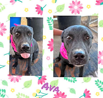 Photo of Ava