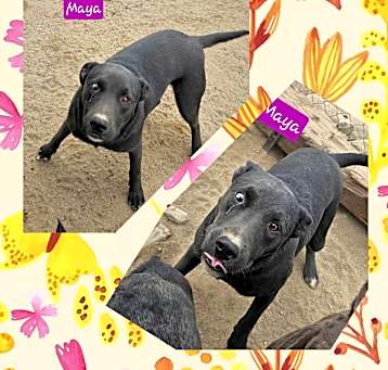 Photo of Maya