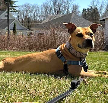 Photo of Carol (FOSTERED LOCALLY)