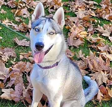 Photo of Ash