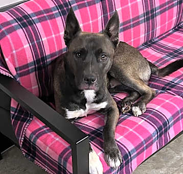 Photo of Roscoe