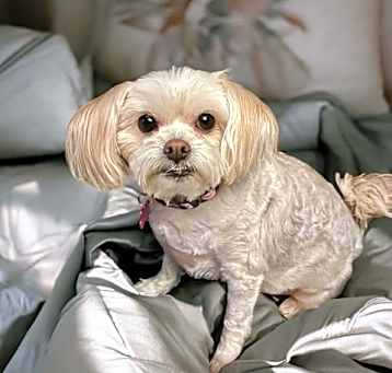 Photo of Daisy