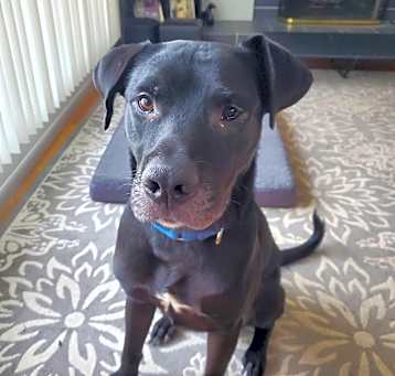 Photo of Knight Rider