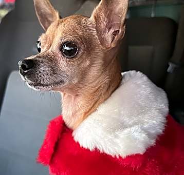 Photo of Lil Miss Gigi