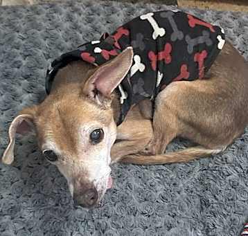 Photo of Chance - **