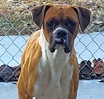 Photo of Gunner