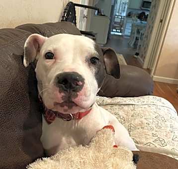 Photo of Pepper