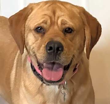 Photo of Peach (FKA Navabi)