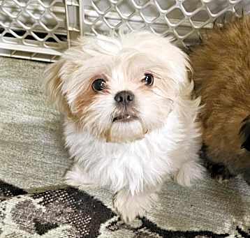 Photo of Theodore (Teddy)