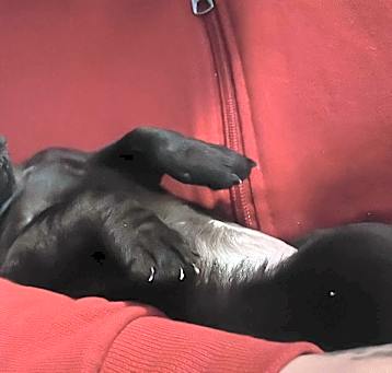Photo of Lexi girl