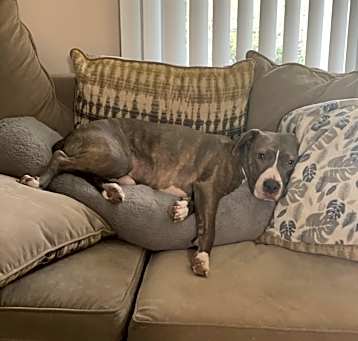 Photo of Diesel