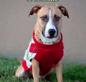 Photo of Barney