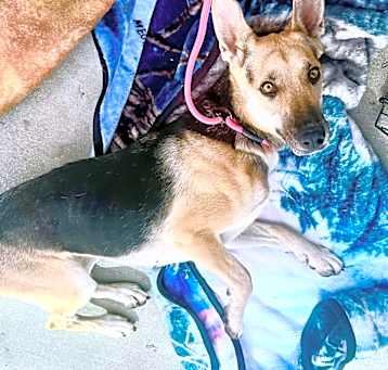 Photo of BELLA TRIXIE