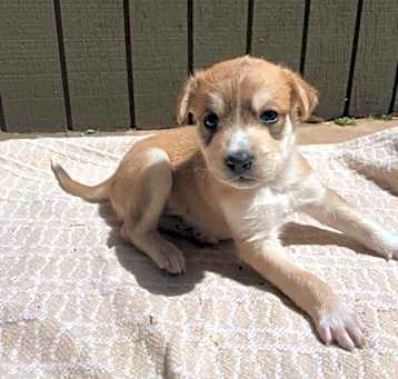 Photo of Zorro