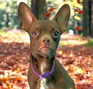 Photo of Annie