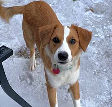 Photo of Honey