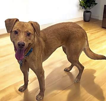 Photo of Paisley