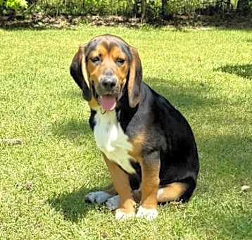 Photo of Blackie