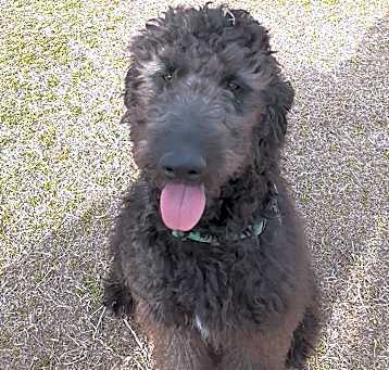 Photo of Shadow