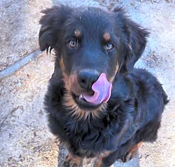 Photo of Curly