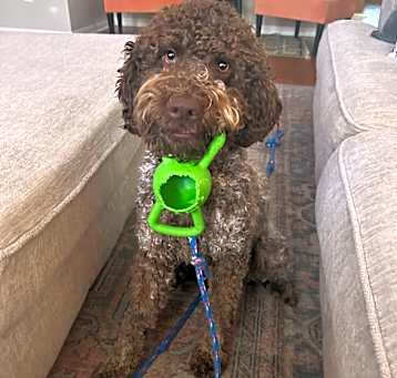 Photo of Auggie