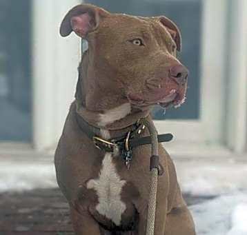 Photo of Taz