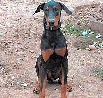 Photo of Ares