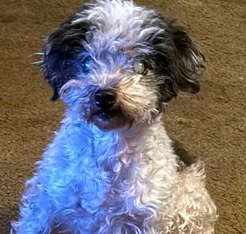 Photo of Oreo