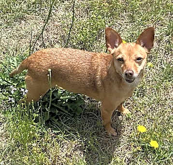 Photo of Bambi  [bonded to Sheba]