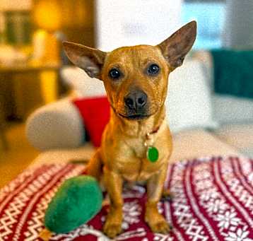 Photo of Bennie