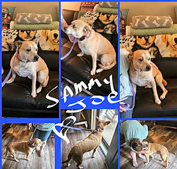 Photo of SAMMY JOE