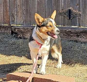 Photo of Maverick