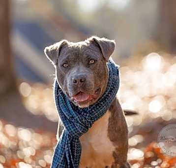 Photo of Buddy