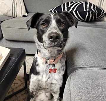 Photo of Suzi (a courtesy listing in Manhattan, KS)