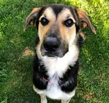 Photo of Jude,urgent foster needed!