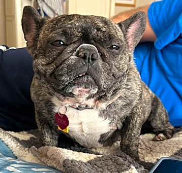 Photo of Frenchie