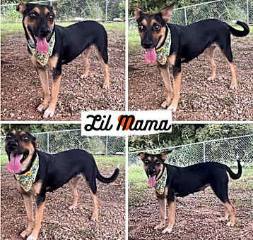 Photo of Lil Mama