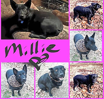 Photo of MILLLE