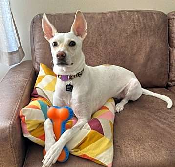 Photo of Luna