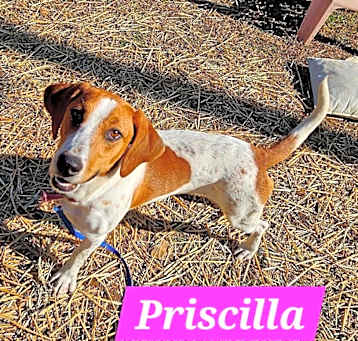 Photo of Priscilla