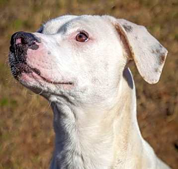Photo of Pearl