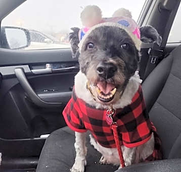 Photo of Shasta
