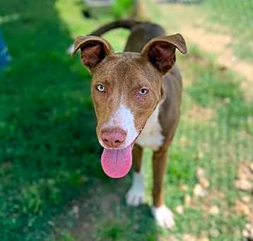 Photo of Rusty
