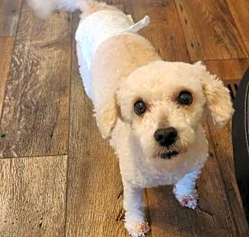 Photo of Mochi