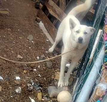 Photo of Ivory