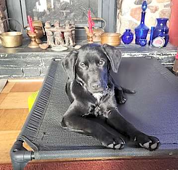 Photo of Moose