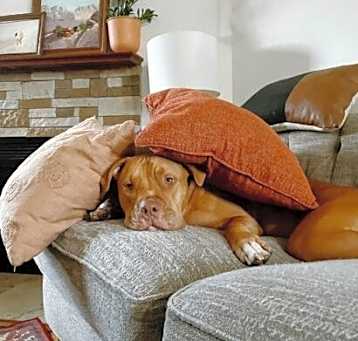 Photo of Remi (Courtesy Post)