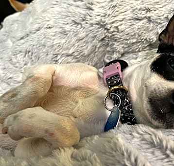 Photo of Tilly